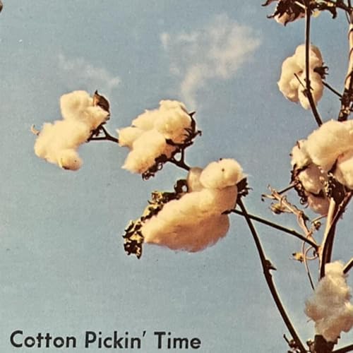 09.28.25 - Sermon - Cotton Pickin Time, John 4.35-38