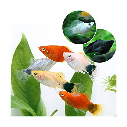 モーリーとはどんな熱帯魚 特徴や種類 飼育 繫殖方法を詳しく解説 暮らし の モーリーとはどんな熱帯魚 特徴や種類 飼育 繫殖方法を詳しく解説 暮らし の