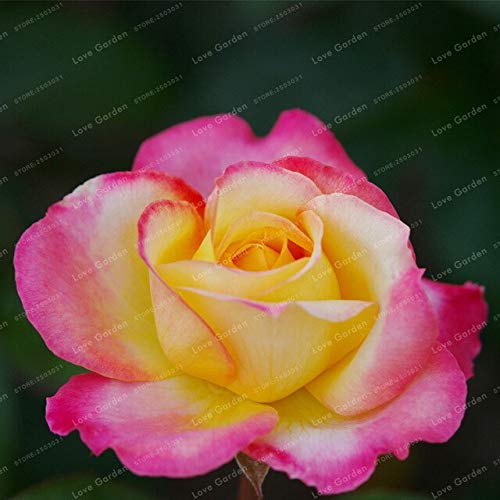 70Pcs Rose Seeds 24Colors Selection Home Garden Perennial Seeds Flowers Diy Seeds Supplies Garden Supplie2