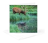 Greeting Card - Colorado, Rocky Mountain NP. Bull elk Reflects in Poudre Lake. - Elk