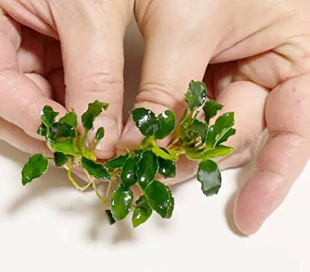 アヌビアス sp. ギニア　抜き苗 アヌビアス SP. キリン｜アクアモノグラフ情報｜NoA｜MASUKO