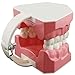 Dentalmall Dental Model Brushing Flossing Practice Teeth Typodonts Mode Gingiva Visible Anatomic Demonstration Teaching Studying Standard Size
