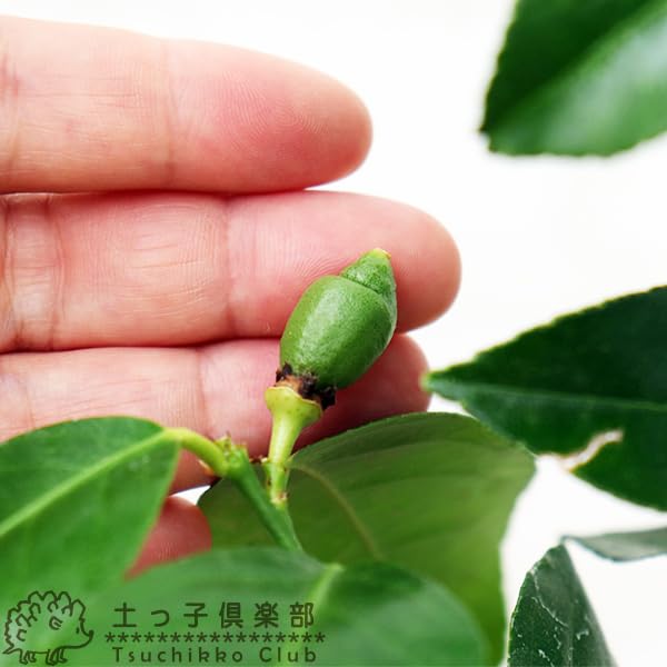 レモンの木様 リクエスト 6点 まとめ商品 レモンの木様 リクエスト 6点 まとめ商品 レモンの木様