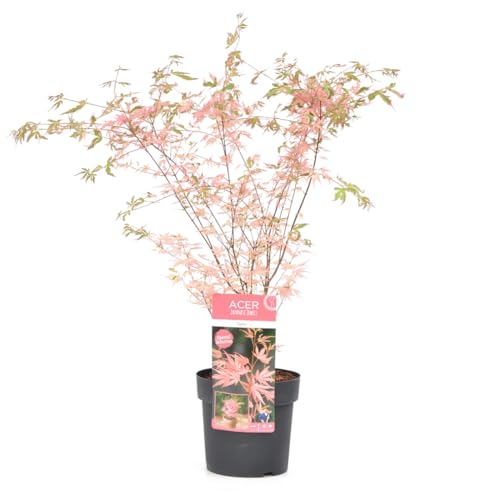 Plant in a Box - Arce japonés 'Taylor' - Acer Palmatum resistente - Acer 'Edición limitada' - Maceta 19cm - Altura 50-60cm