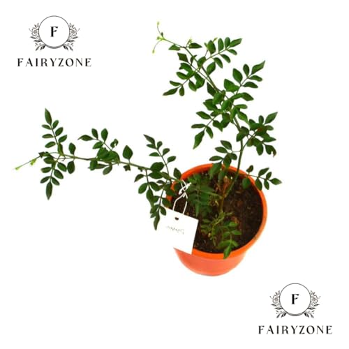 Image of Indoor Outdoor Flowering Plant Live Plants | Chameli (चमेली) Flower Jasmine Plant | White Flowering Plant | With Plastic Pot For Home & Garden Decore Pack Of 1(CHAMELI FLOWER PLANT)