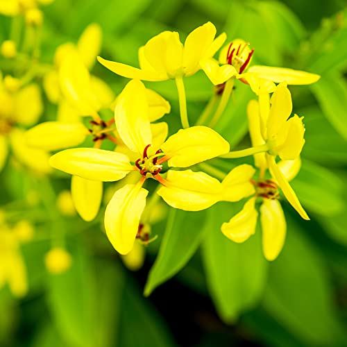 コウシュンカズラ ミリオンキッス 3号ポット 2個セット【品種で選べる熱帯花木苗】学名:Tristellateia australasiae/キントラノオ科トリステラテイア属/原産地:熱帯アジア~オーストラリア/別名:恒春葛(コウシュンカズラ)、香春カズラ●コウシュンカズラ ミリオンキッスは、気温が20度以上あれば、周年黄色い小花を咲かせる熱帯花木です。多花性があり、花茎3~4cm程のかわいい小花をたくさん咲かせます。開花期間が長く楽しめます。【※ご購入時期によって切り戻し後の花無し・葉のみの株を出荷します。出荷タイミングにより、苗の大小がありますが、生育に問題が無い苗を選んで出荷します。植物ですので多少の葉傷み等がある場合もございます】 コウシュンカズラ ミリオンキッス 3号ポット 2個セット【品種で選べる熱帯花木苗】学名:Tristellateia australasiae/キントラノオ科トリステラテイア属/原産地:熱帯アジア~オーストラリア/別名:恒春葛(コウシュンカズラ)、香春カズラ●コウシュンカズラ ミリオンキッスは、気温が20度以上あれば、周年黄色い小花を咲かせる熱帯花木です。多花性があり、花茎3~4cm程のかわいい小花をたくさん咲かせます。開花期間が長く楽しめます。【※ご購入時期によって切り戻し後の花無し・葉のみの株を出荷します。出荷タイミングにより、苗の大小がありますが、生育に問題が無い苗を選んで出荷します。植物ですので多少の葉傷み等がある場合もございます】