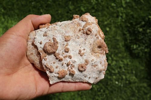 Image of Ammonites & Gastropods Plate Cretaceous Fossils Fossils from Morocco Fossil Rock ammonites Fossil from Morocco A199