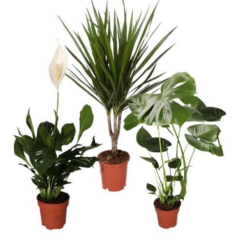 “Luftreiniger” Pflanzenset | 3er-Set | Monstera, Spathiphyllum, Dracaena | ca. 40-70 cm | Ø 12-15 cm Topf | Pflegeleichte Zimmerpflanzen für Wohnung und Büro