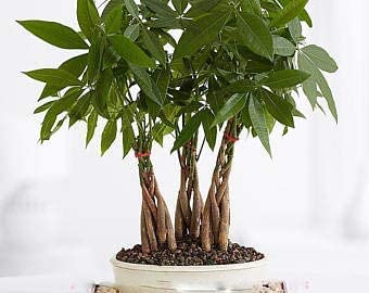 ADB Inc 1000 Seeds Zamioculcas Zamiifolia Seeds Money Tree Plants Seeds (1000 Seeds)