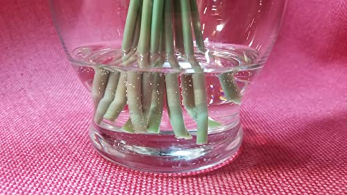Epoxy Resin For Floral Arrangements -Creates Clear Water Simulation For Flower Arranging, Long Working Time, Cures Bubble Free & Flexible To Prevent Glass Vase Breakage, Max Tcr A/B 1/2 Gallon Kit #TOP3