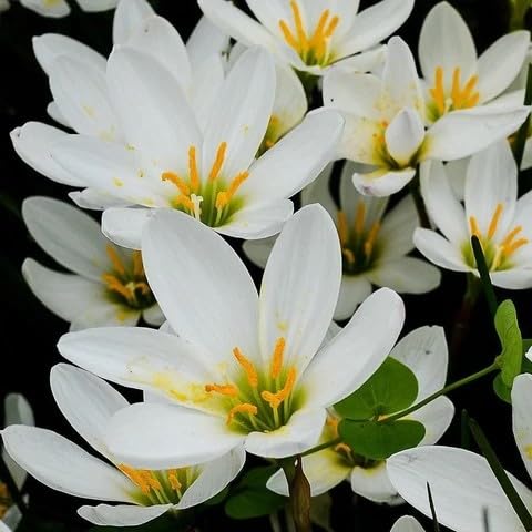 Image of Rain Lily (Zephyranthes) Bulbs by Korrel Seeds - Vibrant Flower Bulbs for Garden & Outdoor Planting - Ideal for Rainy Season Bloom (50, White)