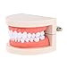 Anself Modelo dental para enseñanza infantil de higiene oral