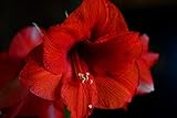 amaryllis red lion - hippeastrum red lion - calibro superiore