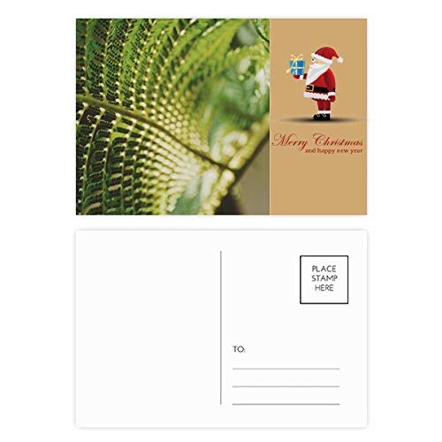 Cartes postales pour fixer vos feuilles sans colle ni taches d'herbier