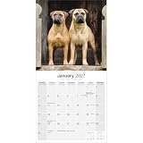 Avonside Bullmastiff 2027 Kalendarz z Naklejkami Organizacyjnymi, 16-Miesięczny Kwadratowy Kalendarz Ścienny (wrz 2026 - gru 2027), Planer dla Miłośników Psów, 29,5 x 29,5 cm