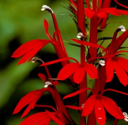 30+ Lobelia Cardinalis Red Vining Perennial Flower Seeds 30+ Lobelia Cardinalis Red Vining Perennial Flower Seeds