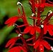 30+ Lobelia Cardinalis Red Vining Perennial Flower Seeds