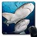 Produktbild Luancrop Mousepads Unter Tiger-Zitronen-Haifisch-Ferien wild lebende Tiere Bahamas-Natur-Erregungs-längliches Spiel Mousepad rutschfeste Gummimatte