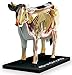 No.03 cow anatomy model Skynet three-dimensional puzzle 4D VISION animal anatomy (japan import)