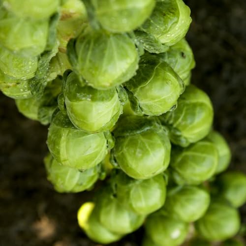 Clubroot-Resistant Brussels Sprout Seeds - Grow High-Yield 'Cryptus' F1 Variety for Fresh Harvests - Easy-Growing, Sturdy Plants for Christmas Dinner - 1x Packet of Seeds by Thompson & Morgan