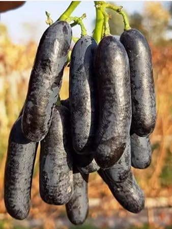 Green view "Thompson Seedless grape Fruit plant "Grafted hybrid - 1 Healthy Live Super Yielding Early Fruit Plant 1-1.5 Ft Height in Nursery Grow Bag for Home Garden (Long Black) (B0CH8KJ2LP) Amazon Price History, Amazon Price Tracker