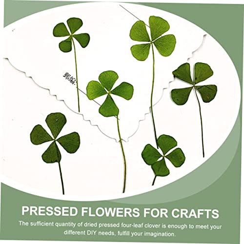 Decoraciones secas de trébol de 4 hojas para manualidades miniatura 4