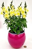 POWERS TO FLOWERS