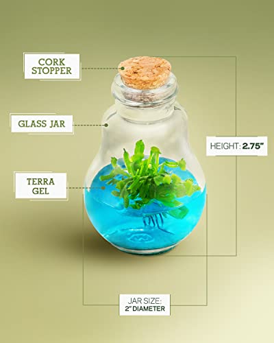 Venus Fly Trap, Grow Your Own Venus Flytrap In A 100% Self Sustaining Glass Terrarium, Maintenance Free, Easy To Grow, Healthy Growth Guarantee #TOP1