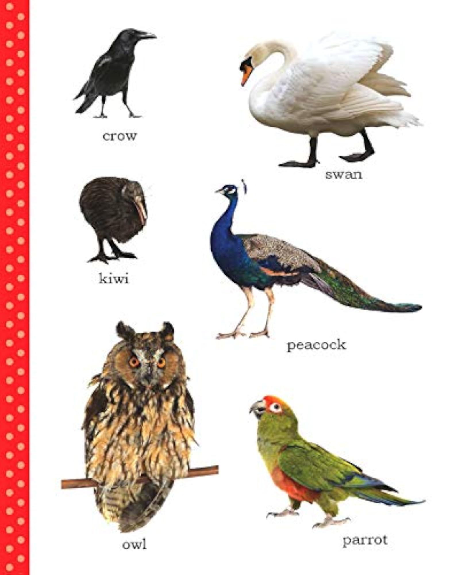 My First Picture Book of Birds