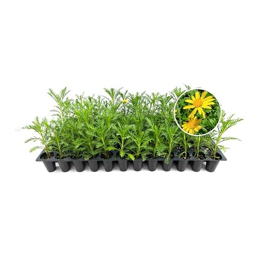 Daisy Golden Shrub Plants | 10 Live Seedlings | Euryops pectinatus | Flowering Accent | Sun Loving Garden Variety