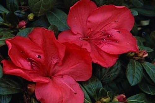 Amagasa Azalea (Rododendro 'Amagasa')