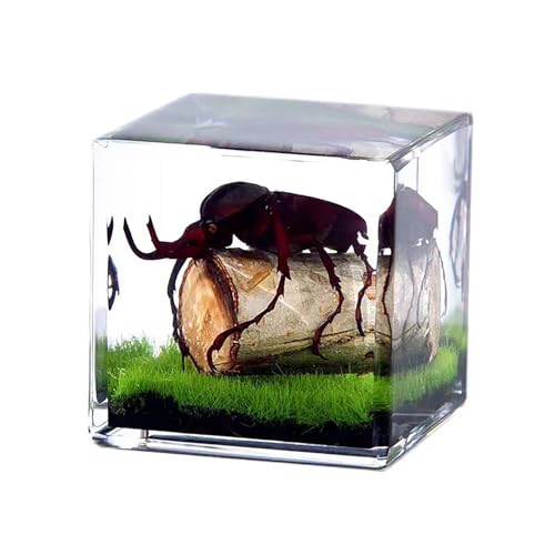 LimiChrys Insects' Cubic Scope, Real Insect Collection, Resin Bug Specimen, Biology Scientific Educational Display, Crystal Cube Ornament, Nature Inspiration(Antler Horned Beetle)