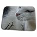3dRose The Whisker Trail - black and white cat, cat, cats, cute,... - Dish Drying Mats (ddm-46780-1)