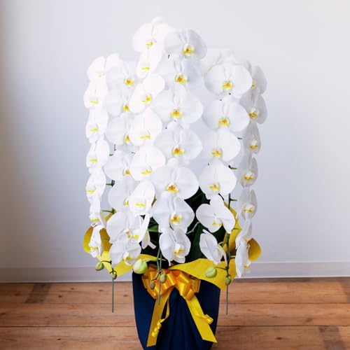 �y���Ԃ̋��ԓ` - Floreclat -�z ��ւ̌Ӓ��� 3�{���� 30�ֈȏ� ���ԁi�Q�܂ށj �D�t�� ��Њ֌W �l�ȃM�t�g�ɂ��Ԑ� �v���[���g ���j�� �J�X�j�� �A�C�j�� �ړ]�j�� ���I�j�� �V�z�j�� ���a�����j�� ���w�j�� �i�w�j�� ���Ǝ� �N�x��