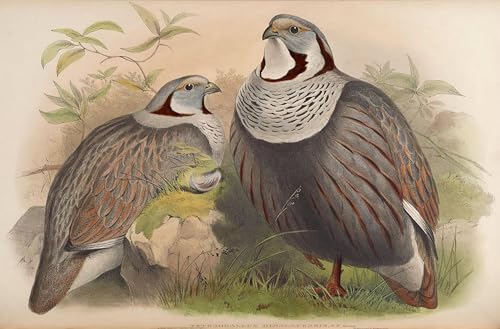 Affiche oiseau Tetraogallus Himalayensis de John Gould pour decoration salon 60x90cm