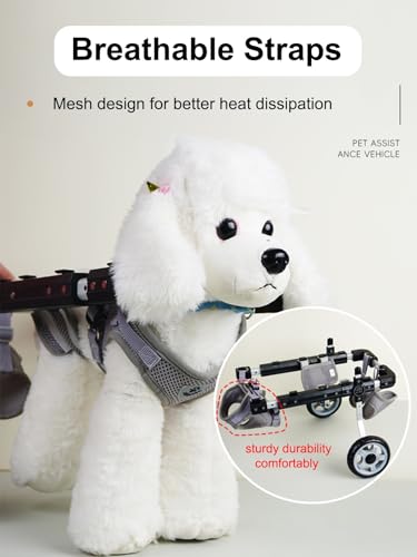 Fauteuil roulant pour chien dysplasie hanche et chat blessé noir