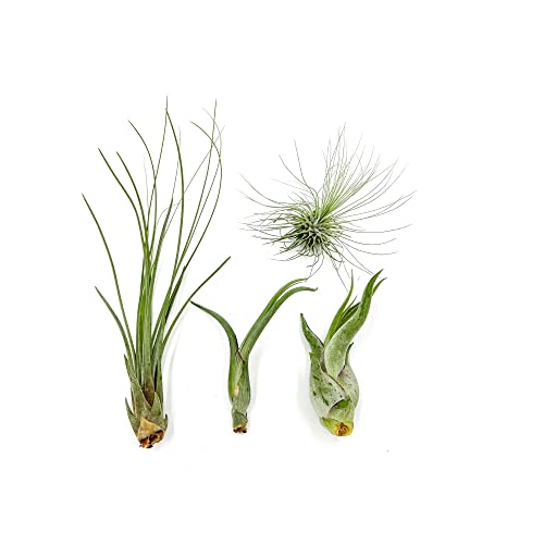 Tillandsia Air Plant Variety Pack (4 Count)
