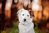 Tractive GPS Tracker für Hunde - Peilsender mit unlimitierter Reichweite