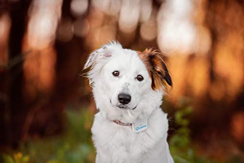 Tractive GPS Tracker für Hunde - Peilsender mit unlimitierter Reichweite