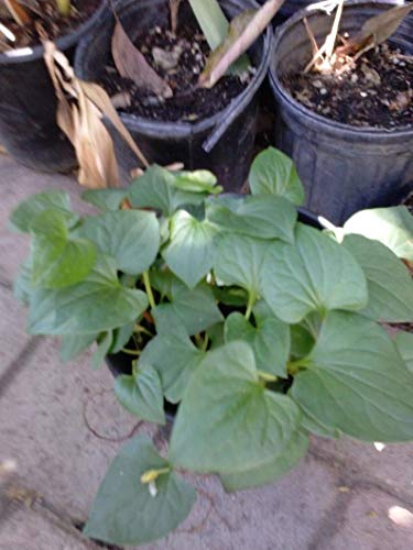 1 Vietnamese Herb Fish Mint (Herb) – Diếp Cá - Live Plant