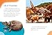 Triceratops (Dinosaur Guides)