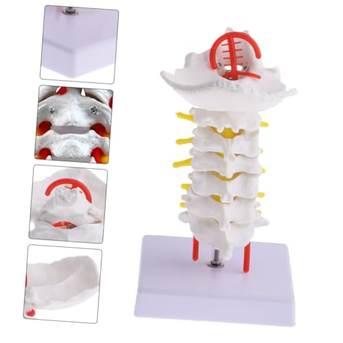 Modèle cervical anatomique PVC simulation enseignement vertèbres Cabilock - 7