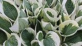 Hosta 'Patriot' - Quart Pot Size - Ships Bare-Root