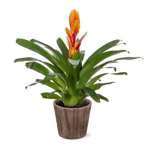 Green Circle Growers 5 Orange Vriessa Bromeliad in Brown Wilson Wood Planter Live Plant