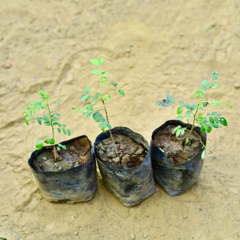 Best Nursery Set of 3 - Curry Patta in 3 Inch Plant Nursery Bag-image-42