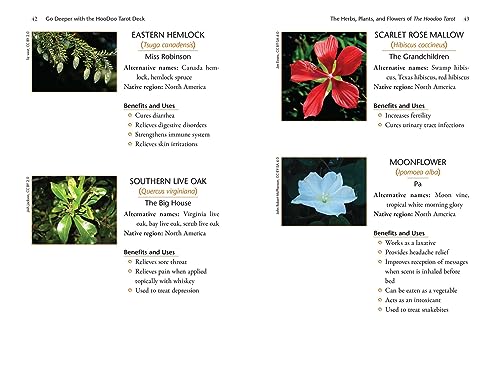 The Hoodoo Tarot Workbook: Rootwork, Rituals, and Divination