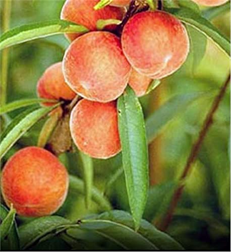 TriStar Plants - Belle of Georgia Peach Tree - 1 Gallon Pot - No Ship California Peaches Freestone Red Blossoms Fruit Tree Peach Flowers Self Fertile Elberta