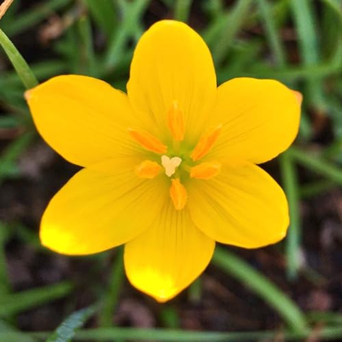 Plantogallery Rain Lily Bulbs (Yellow 10pcs) (B0CLF3WWVG) Amazon Price History, Amazon Price Tracker