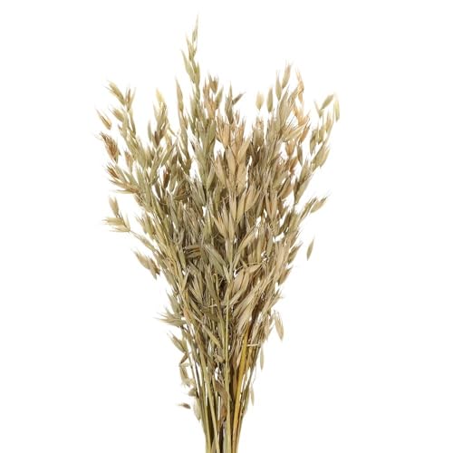 Pampas Grass Large 25/50PCS Flores Secas Naturales miniatura 1
