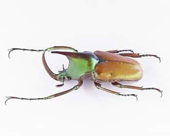 ※美麗！マグニフィカカブトハナムグリ♂野外標本 美麗！マグニフィカカブトハナムグリ♂野外標本 昆虫標本 ルソン